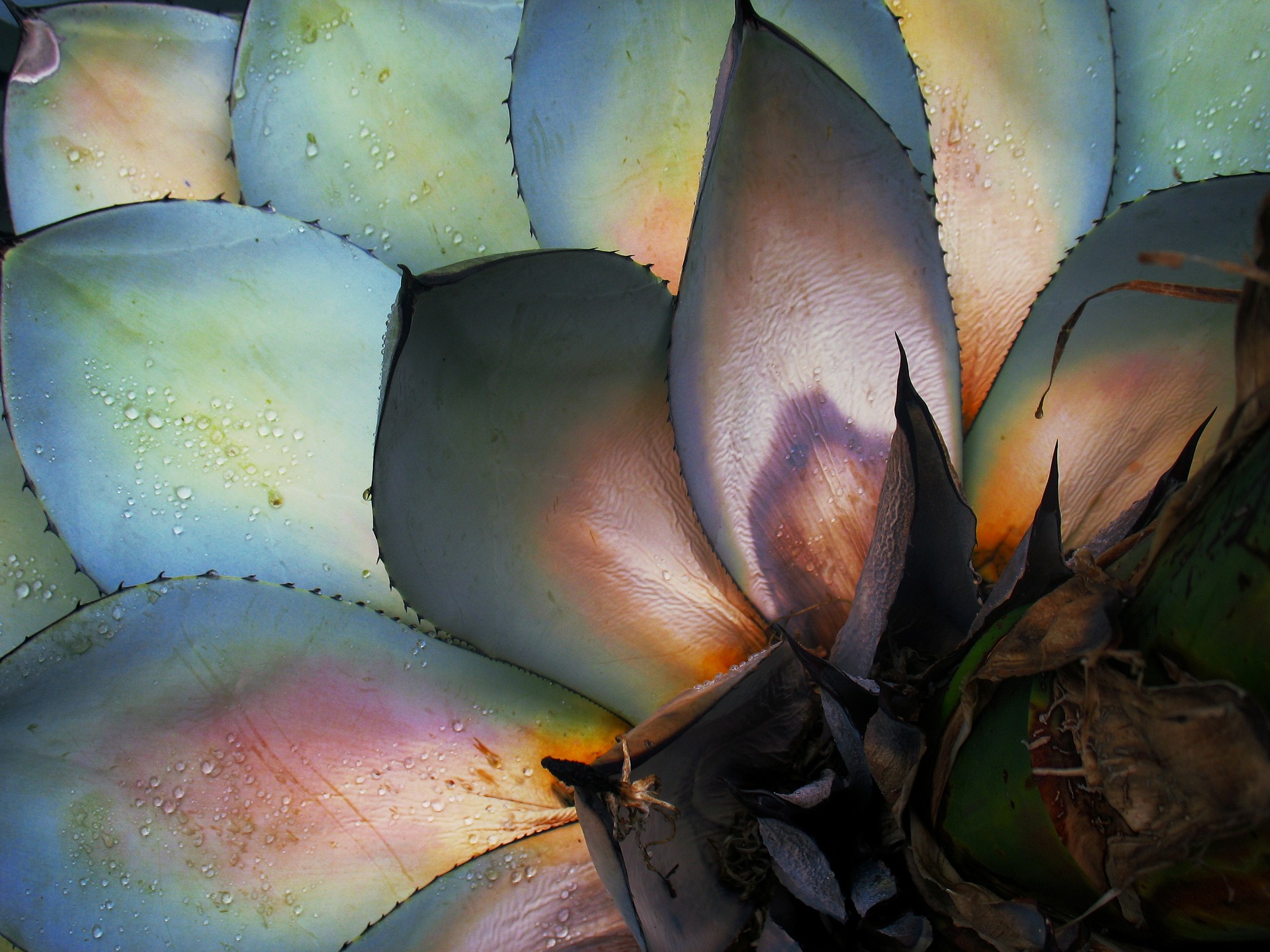 Agave