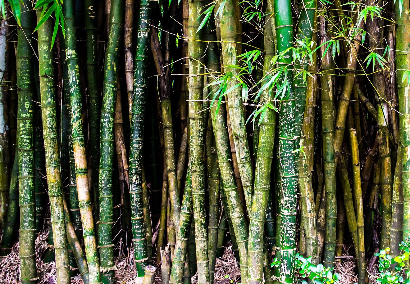 Bamboo