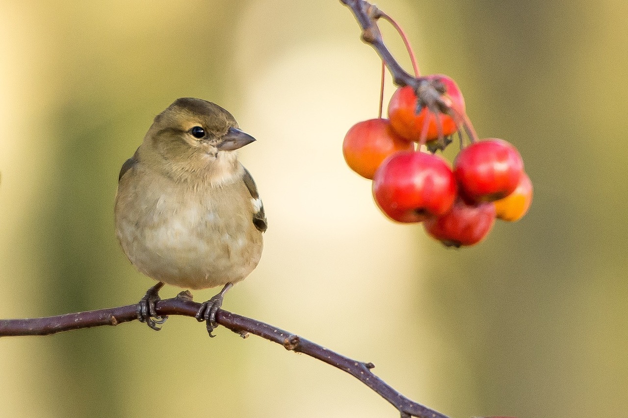 Bird with berries