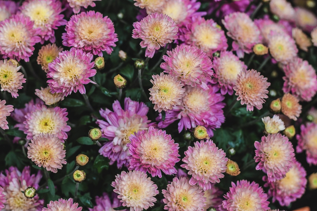 Chrysanthemums