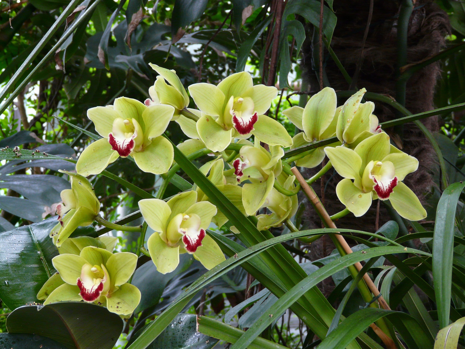 Cymbidium Orchid