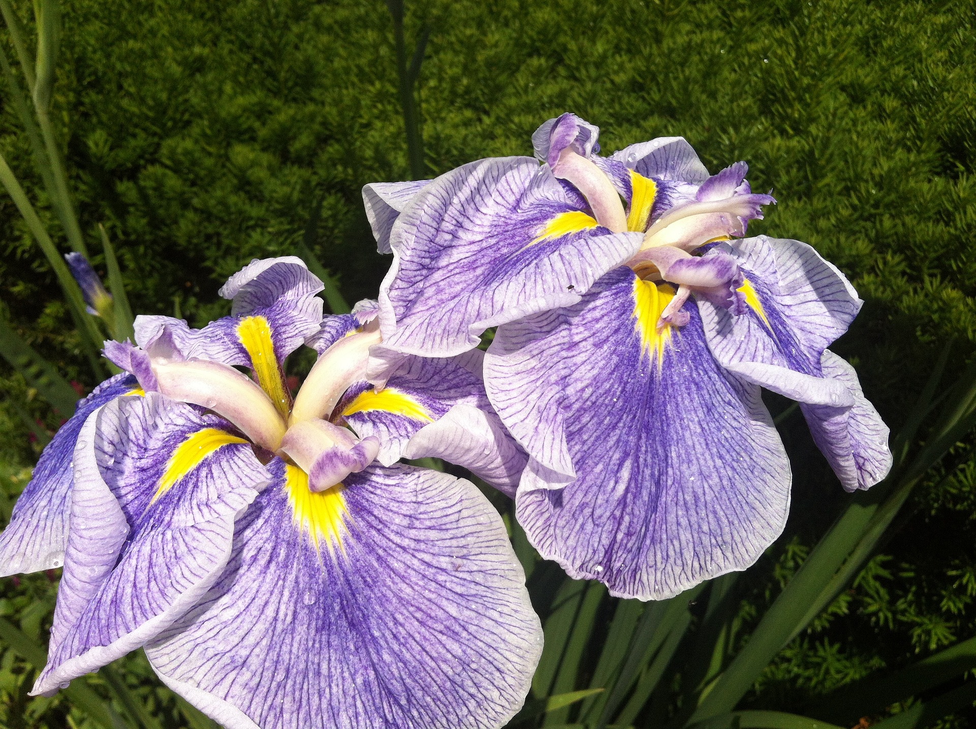 Japanese Iris