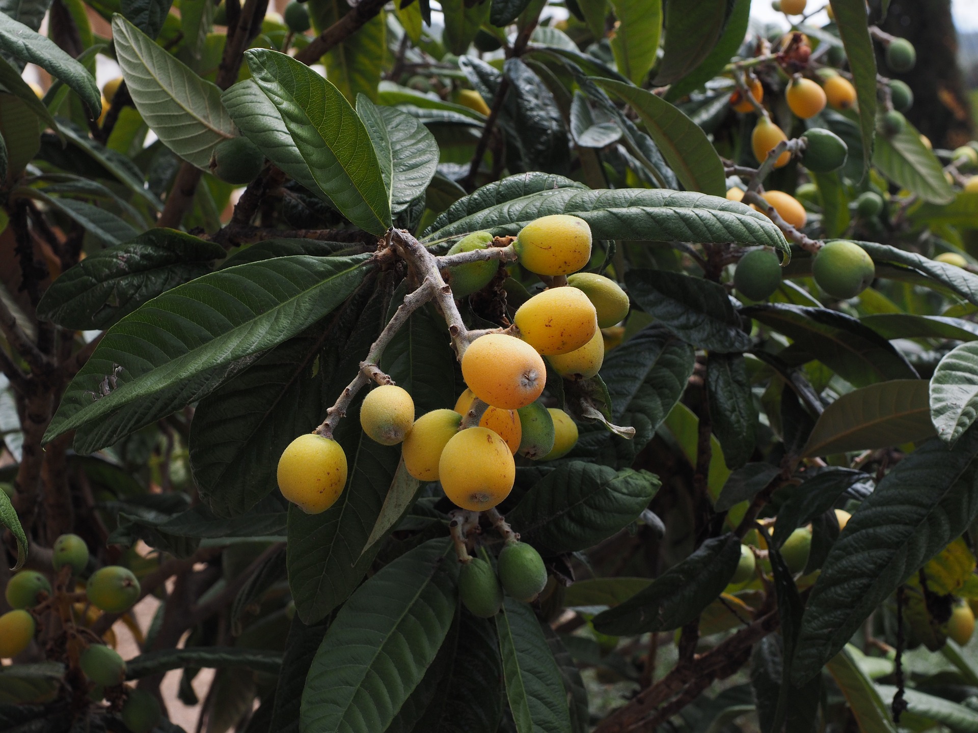 Loquat