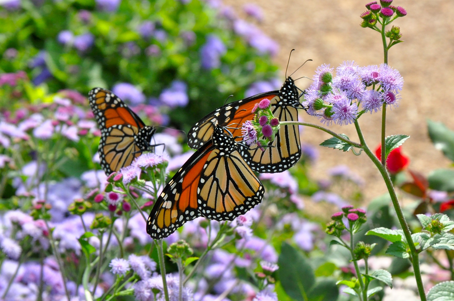 Monarchs