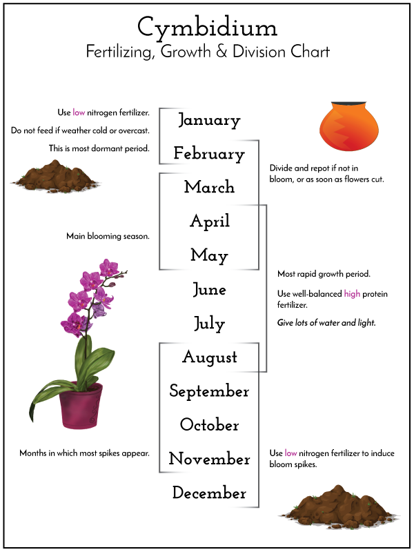 Cymbidium Infographic