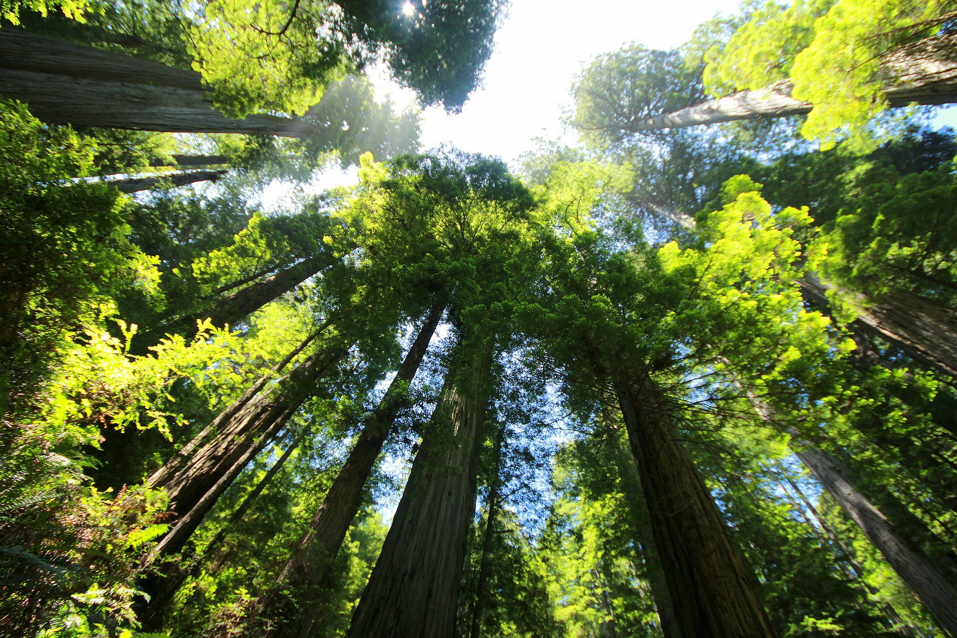 Sequoia Trees