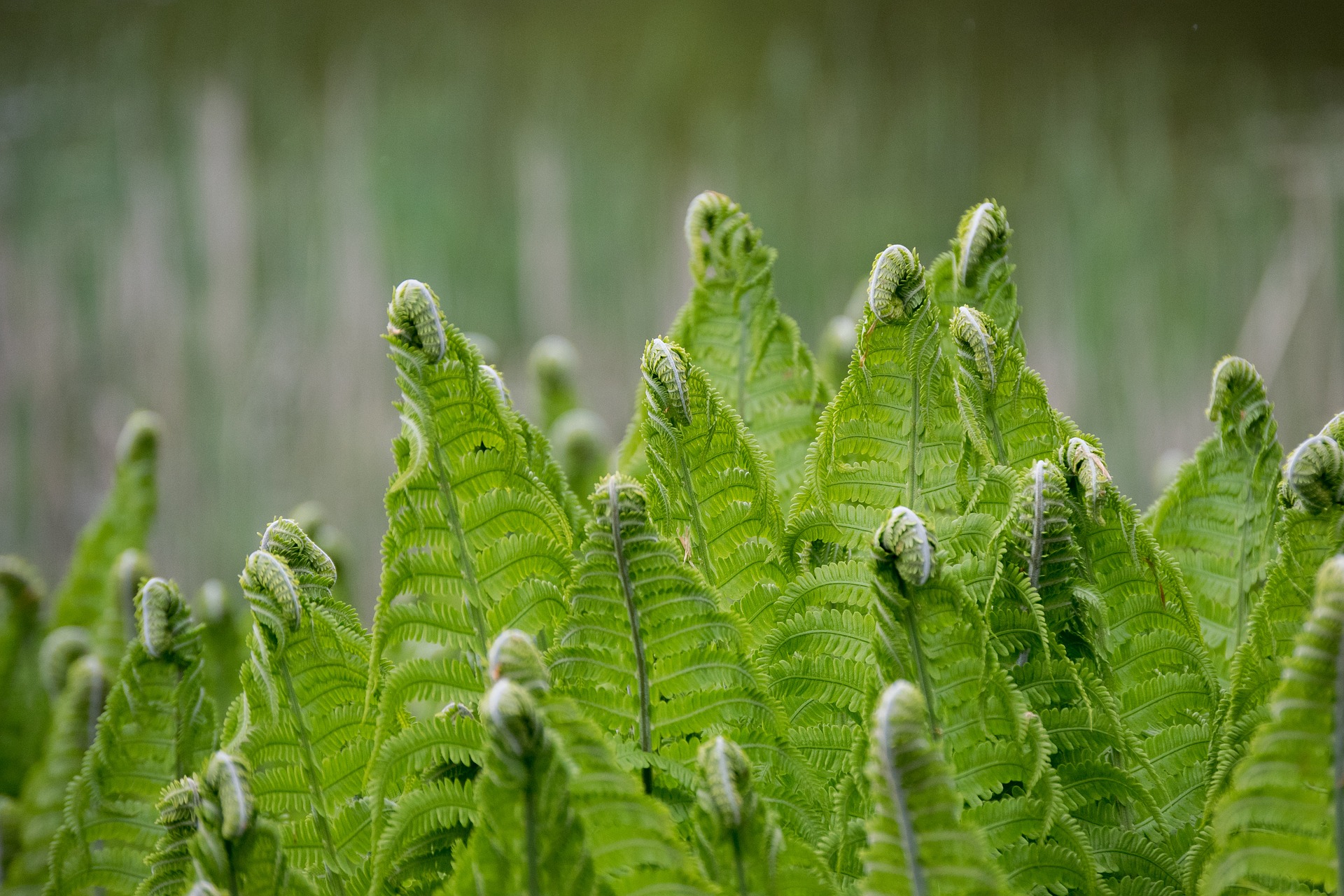 Ferns