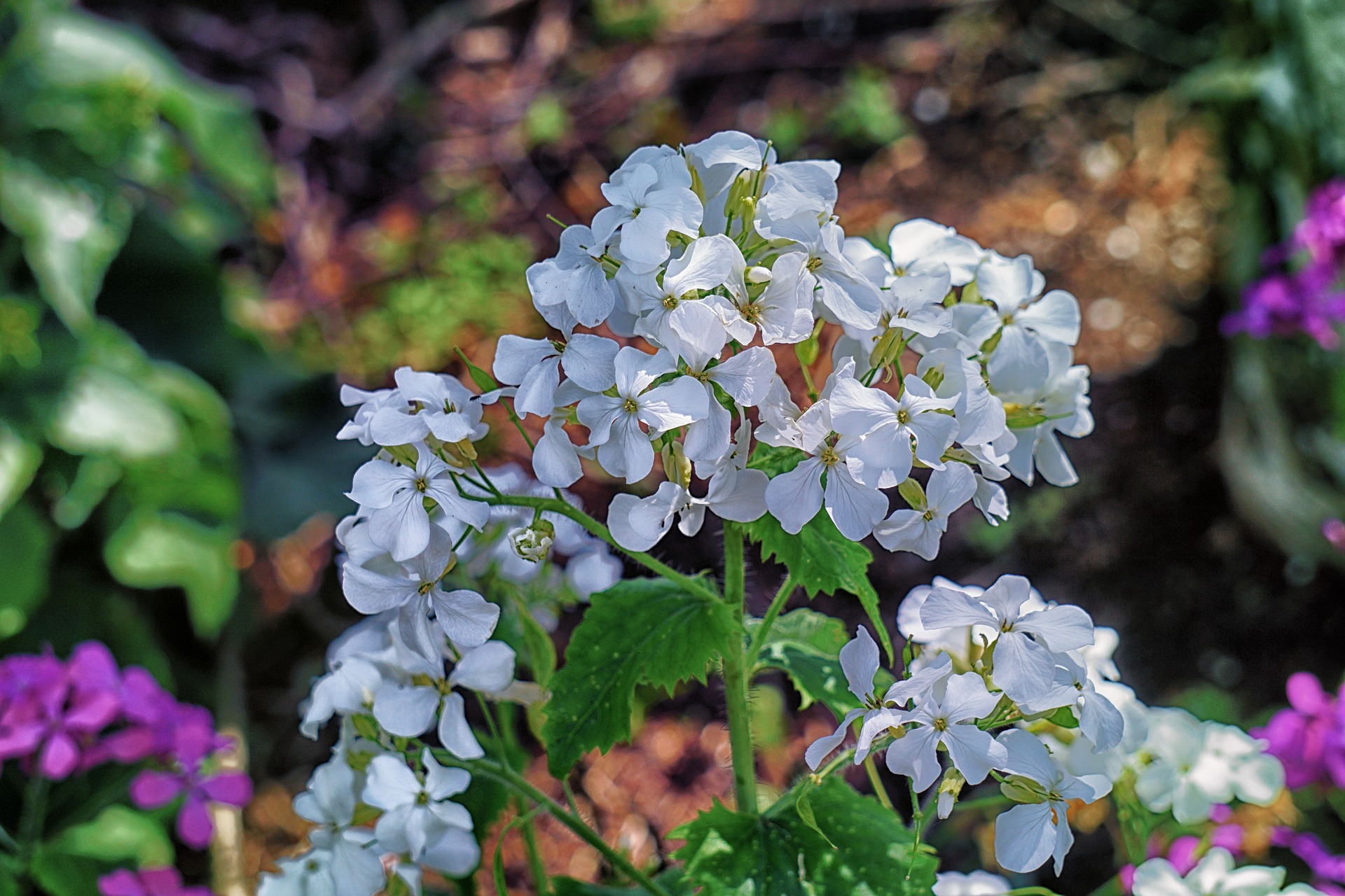 Geraniums