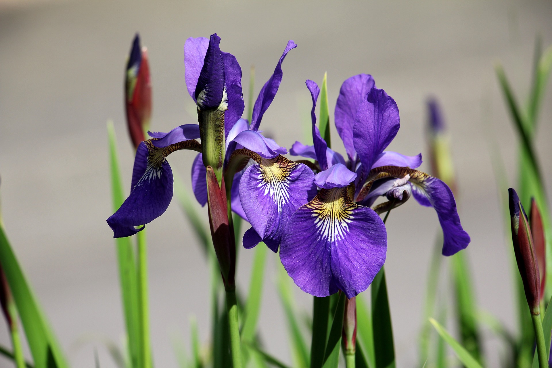 Iris