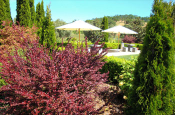 Winery Patio